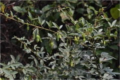 Cajanus cajanifolius